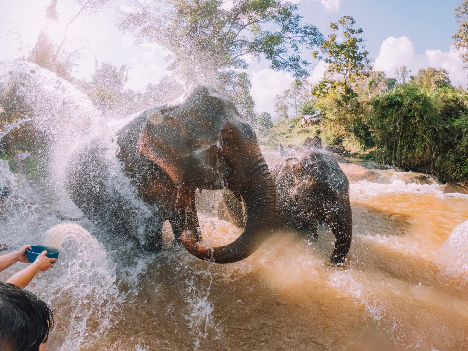 Children bathing an elephant on a Bamboo Valley field trip