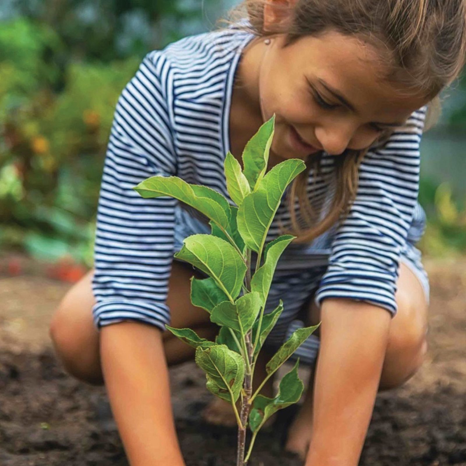 Close-up of a child's hands planting a seedling in garden soil